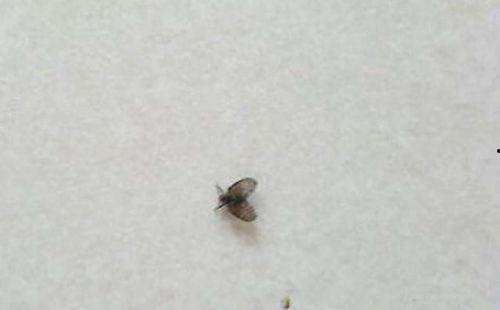 小飞虫吃瓜,小飞虫的瓜田奇遇记  第3张